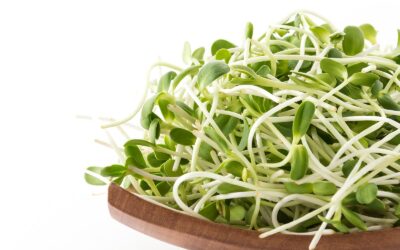 Supergerminador actúa este domingo 12 de agosto en PARADA13